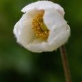 Großes Windröschen (Anemone sylvestris) 